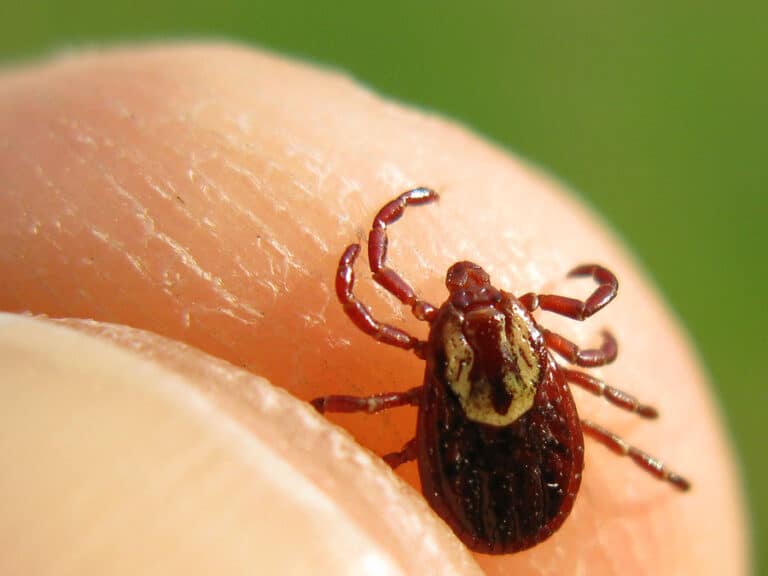 Elder Care Hazlet, NJ: Keeping Ticks Away