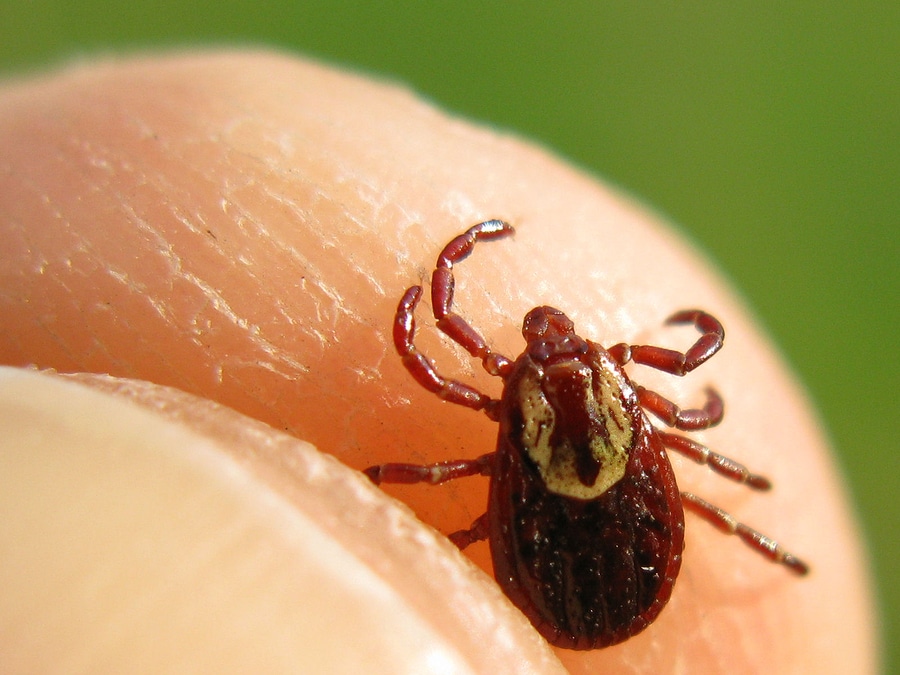 Elder Care Hazlet, NJ: Keeping Ticks Away